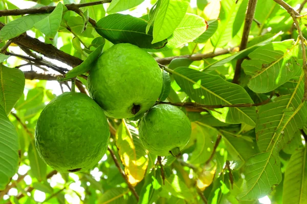 Guayaba reconocida por Avotex