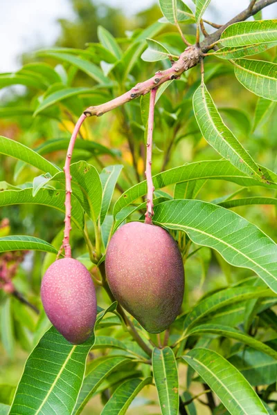 Mango reconocido por Avotex