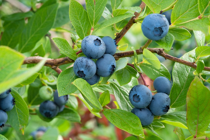 Berries reconocidas por Avotex