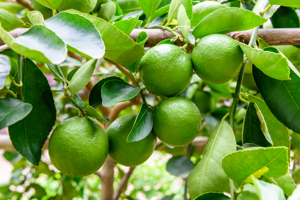 Limón reconocido por Avotex