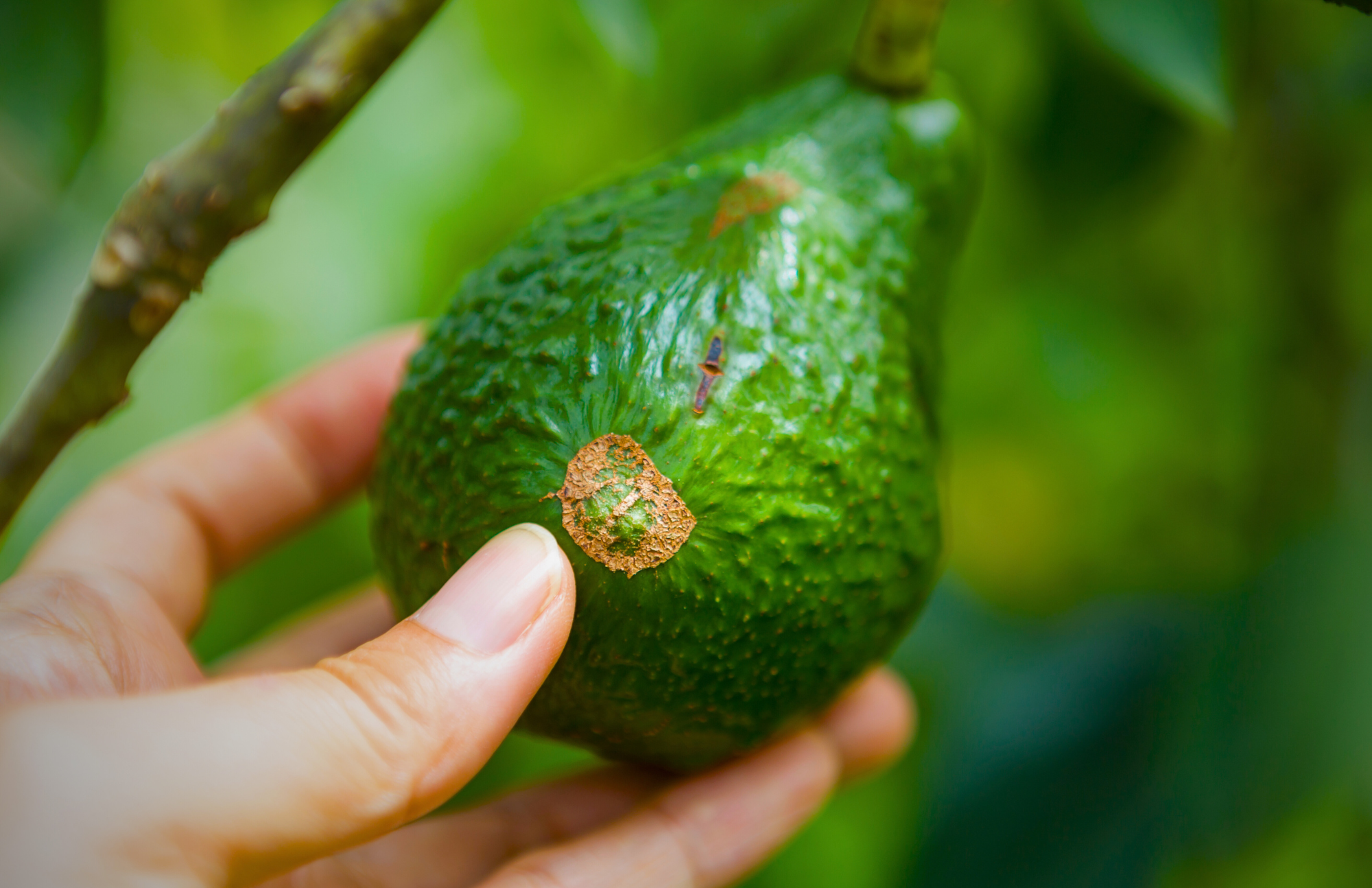 Aguacate Análisis